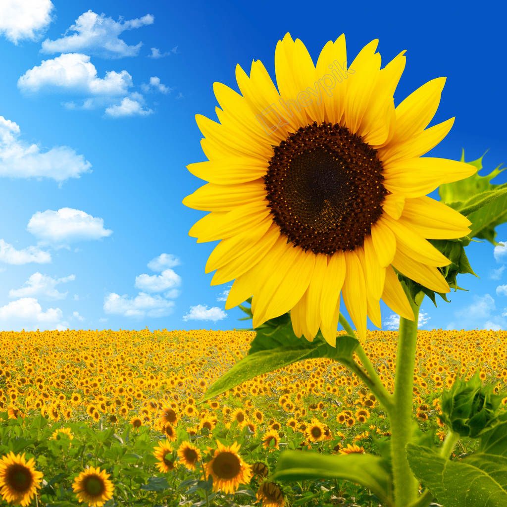 4K Collection: Top 999+ Stunning Sunflower Pictures – The Ultimate ...